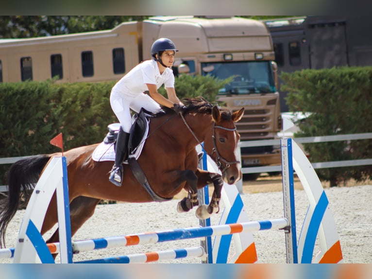 Zangersheider Mare 13 years 16,1 hh Bay in Fuente El Saz De Jarama
