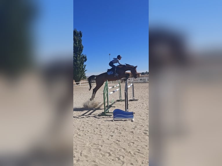 Zangersheider Mare 13 years 16,1 hh Bay in Fuente El Saz De Jarama