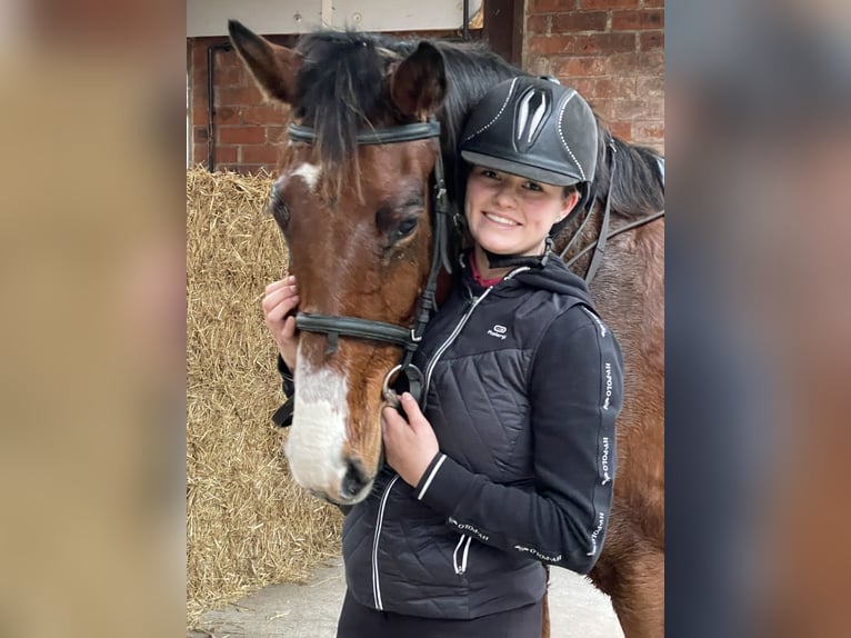 Zangersheider Mare 13 years 16,1 hh Brown in Bree