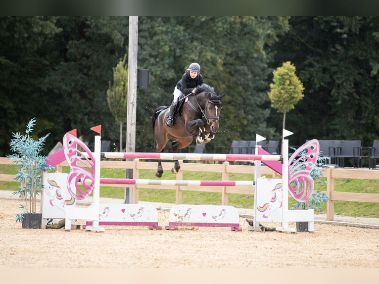 Zangersheider Mare 13 years 17 hh Bay-Dark in Seukendorf