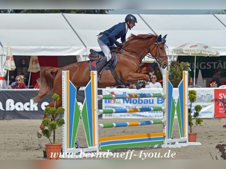 Zangersheider Mare 13 years 17 hh Chestnut-Red in H&#xFC;nfelden