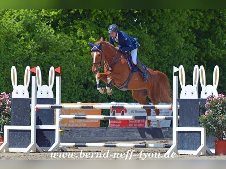 Zangersheider Mare 13 years 17 hh Chestnut-Red in H&#xFC;nfelden