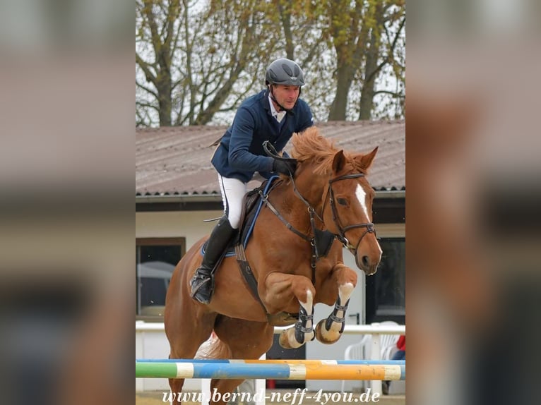 Zangersheider Mare 13 years 17 hh Chestnut-Red in H&#xFC;nfelden