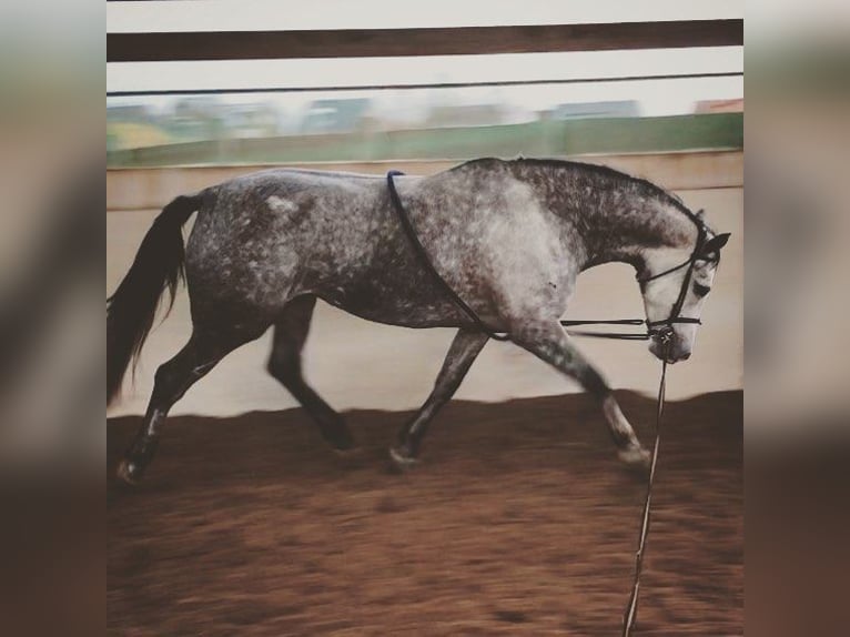 Zangersheider Mare 13 years 17 hh Grey in Vechmaal