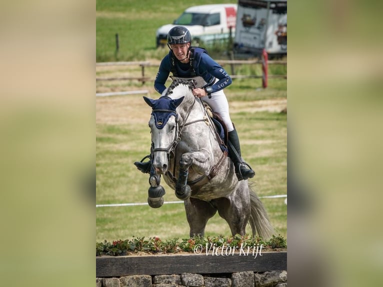 Zangersheider Mare 13 years 17 hh Grey in Vechmaal