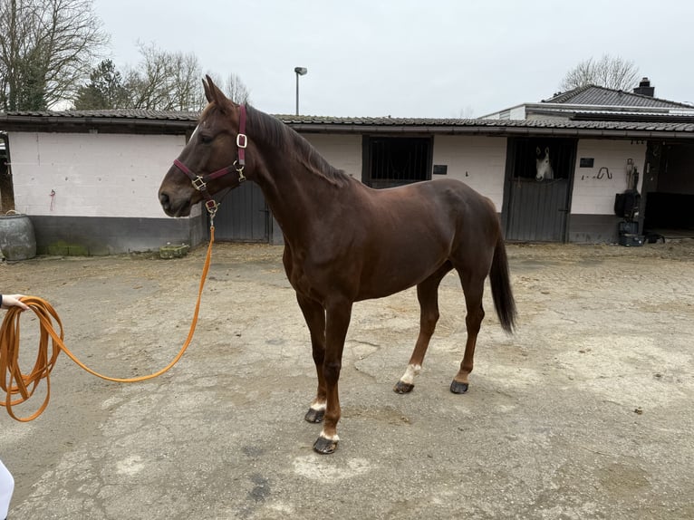 Zangersheider Mare 13 years Chestnut in Aspelare