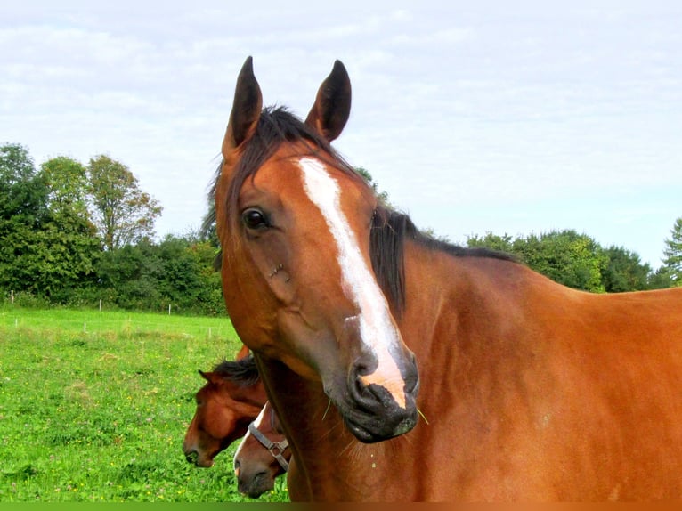 Zangersheider Mare 14 years 16,1 hh Brown in KirchdorfHaag