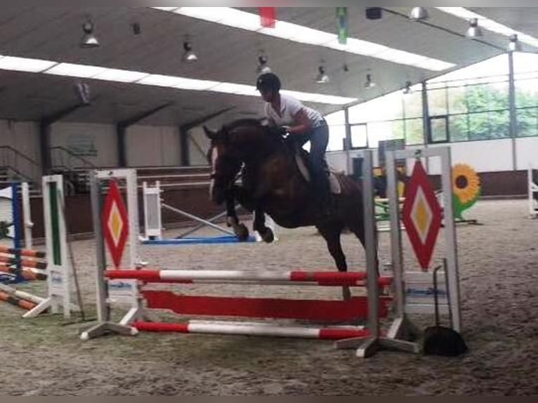 Zangersheider Mare 14 years 16,1 hh Brown in KirchdorfHaag