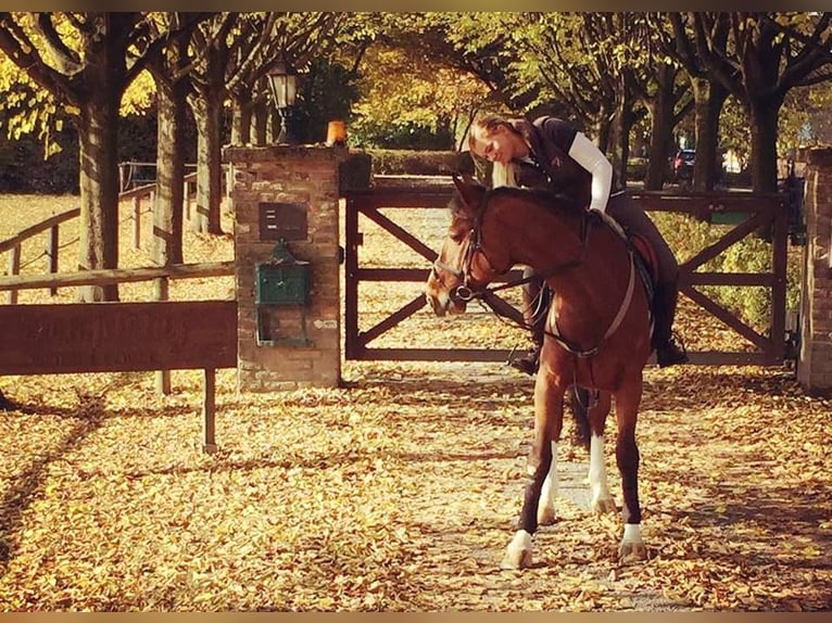 Zangersheider Mare 14 years 16,1 hh Brown in KirchdorfHaag