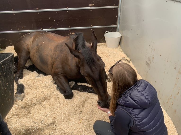 Zangersheider Mare 14 years 16.2 hh Bay-Dark in Tølløse