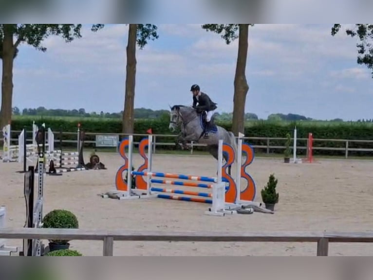 Zangersheider Mare 14 years 16.3 hh Grey in Liège