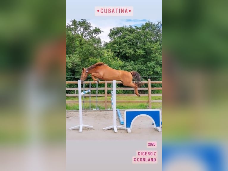 Zangersheider Mare 14 years 16.3 hh Grey in Liège