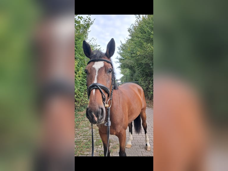 Zangersheider Mare 14 years 16 hh Brown in Messel