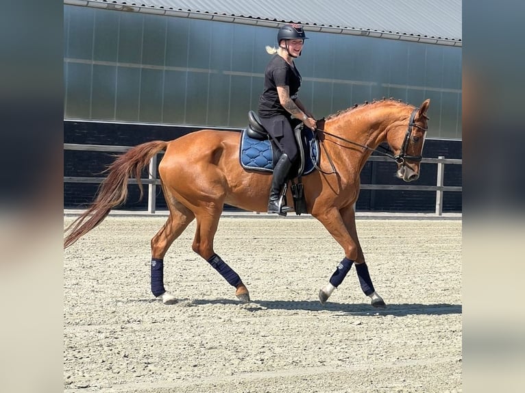 Zangersheider Mare 14 years 16 hh Chestnut-Red in Nettetal