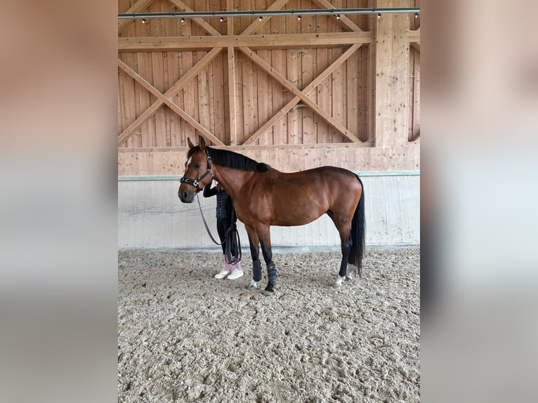 Zangersheider Mare 14 years 16,1 hh Brown in Passau