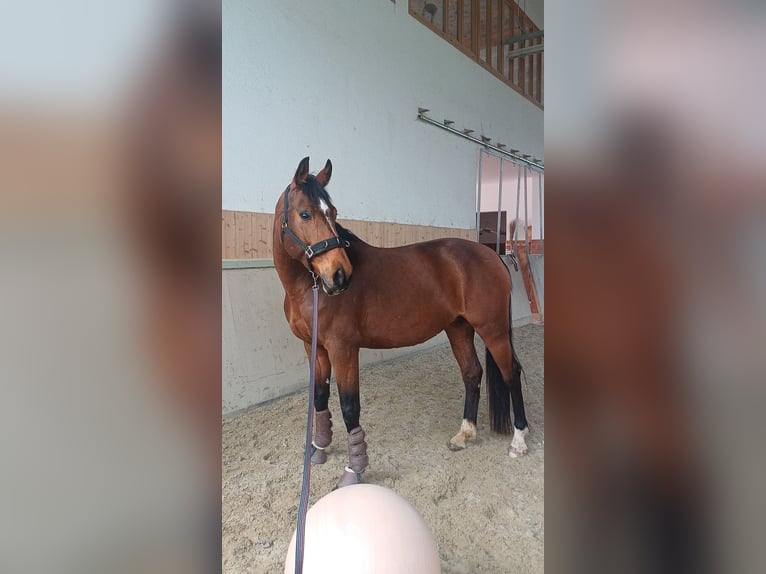 Zangersheider Mare 14 years 16,1 hh Brown in Passau