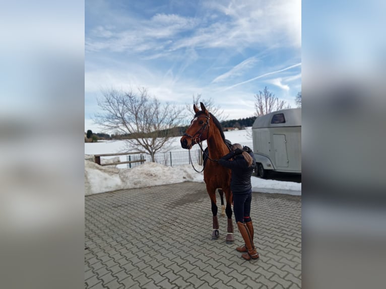 Zangersheider Mare 14 years 16,1 hh Brown in Passau