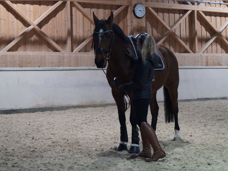 Zangersheider Mare 14 years 16,1 hh Brown in Passau