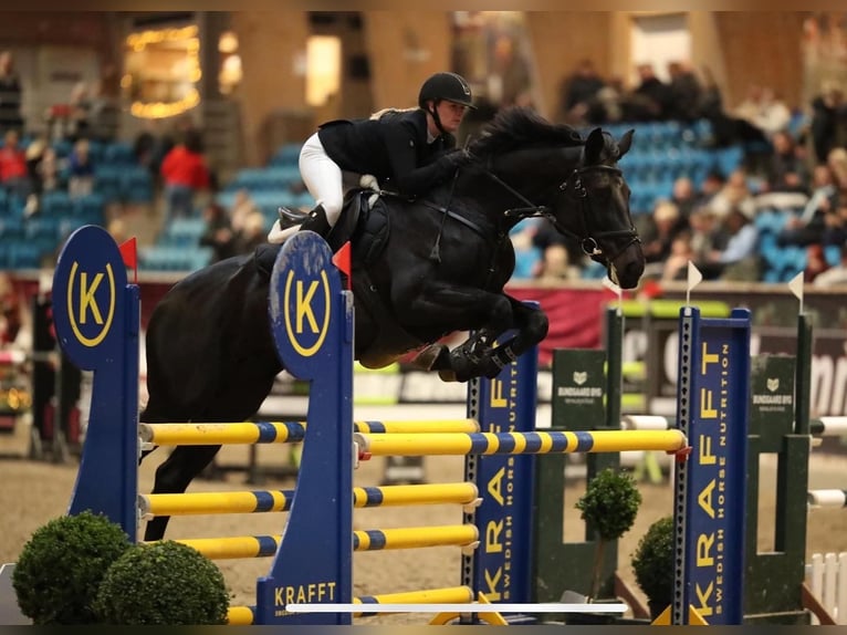 Zangersheider Mare 14 years 16,2 hh Bay-Dark in Tølløse