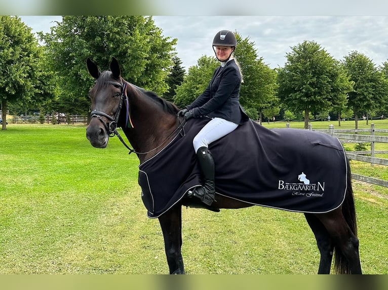 Zangersheider Mare 14 years 16,2 hh Bay-Dark in Tølløse