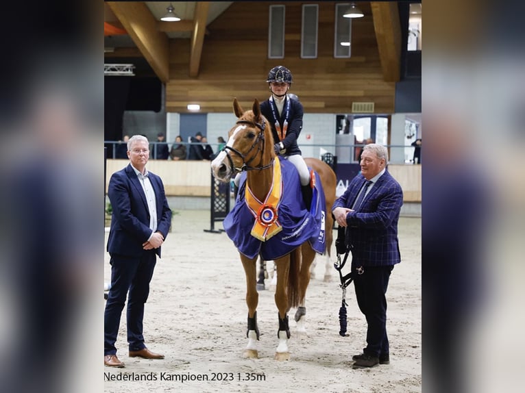 Zangersheider Mare 14 years 16,2 hh Chestnut-Red in Gronau (Westfalen)