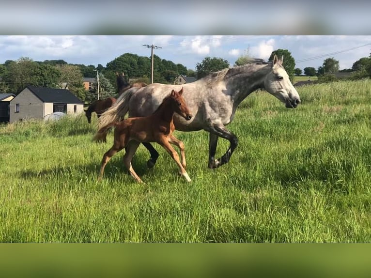 Zangersheider Mare 14 years 16,3 hh Grey in Liège