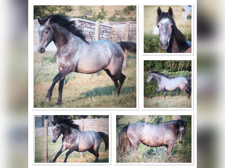Zangersheider Mare 14 years 16,3 hh Grey in Liège