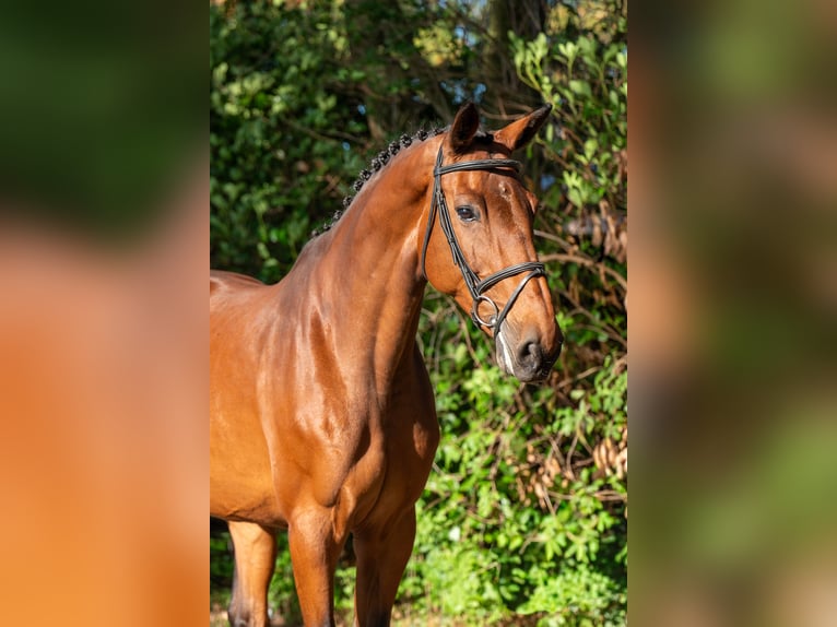 Zangersheider Mare 14 years 17 hh Brown in Kaulille
