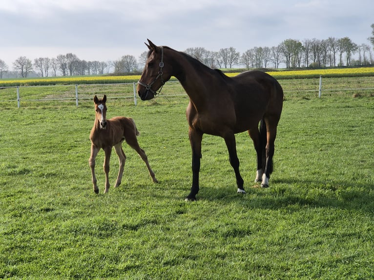 Zangersheider Mare 14 years 17 hh Brown in Reken Zangersheider Mare 14 years 17 hh Brown in Reken