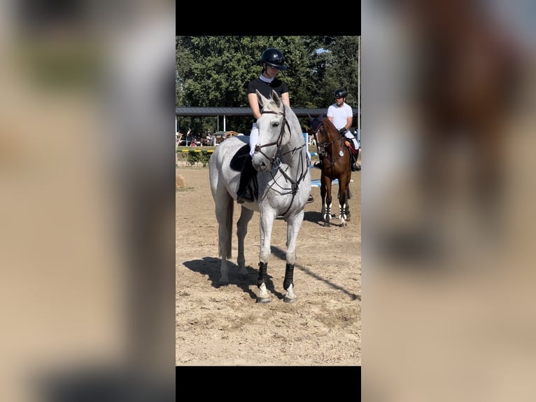 Zangersheider Mare 14 years 17,1 hh Grey-Fleabitten in Heinsberg