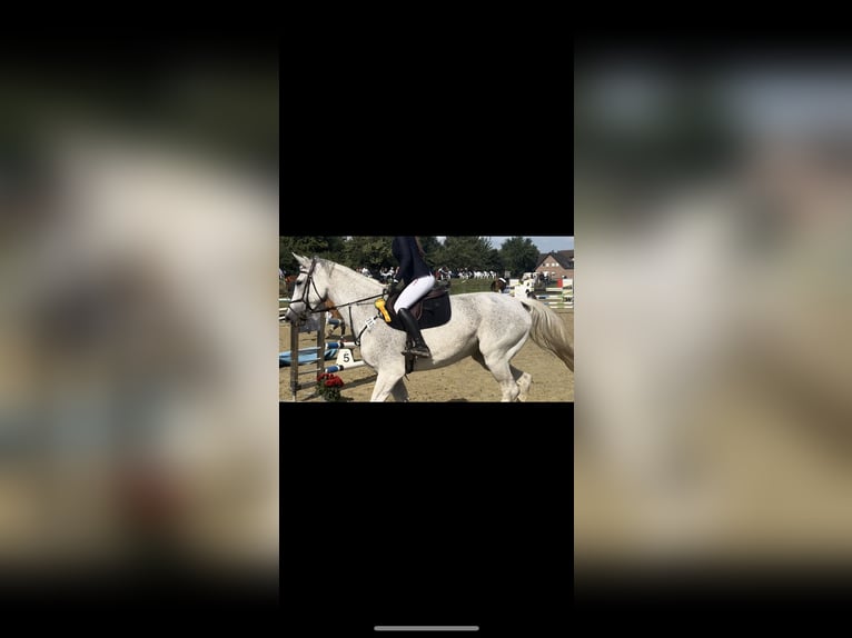Zangersheider Mare 14 years 17,1 hh Grey-Fleabitten in Heinsberg