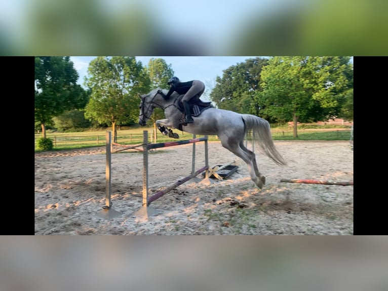 Zangersheider Mare 14 years 17,1 hh Grey-Fleabitten in Heinsberg