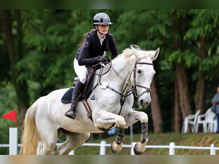 Zangersheider Mare 14 years 17,1 hh Grey-Fleabitten in Heinsberg