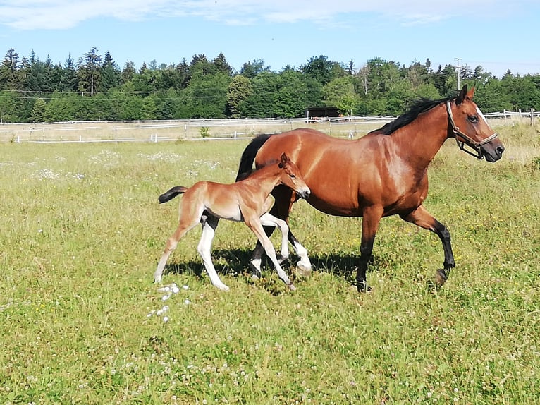 Zangersheider Mare 15 years 15,3 hh Brown in Nellingen