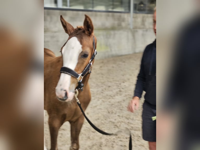 Zangersheider Mare 15 years 16,1 hh Chestnut-Red in Putte