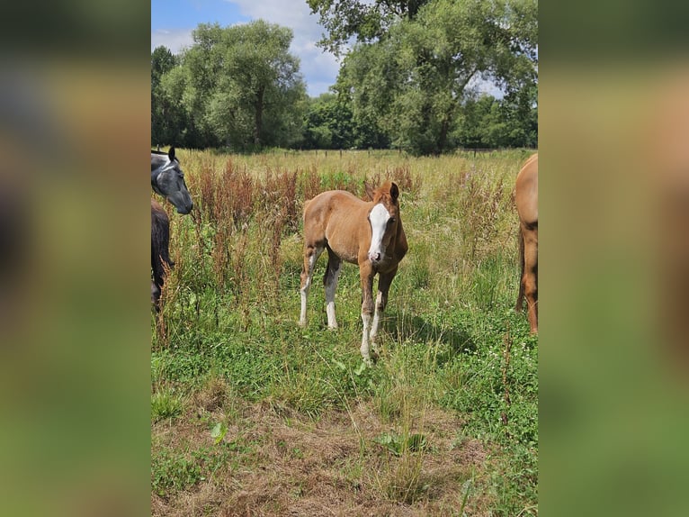 Zangersheider Mare 15 years 16,1 hh Chestnut-Red in Putte