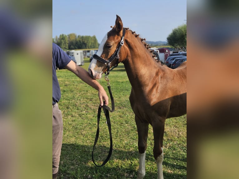 Zangersheider Mare 15 years 16,1 hh Chestnut-Red in Putte