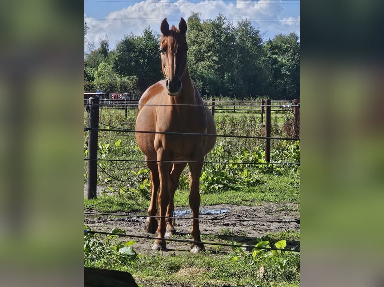 Zangersheider Mare 15 years 16,1 hh Chestnut-Red in Putte