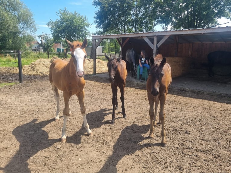 Zangersheider Mare 15 years 16,1 hh Chestnut-Red in Putte