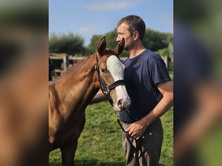 Zangersheider Mare 15 years 16,1 hh Chestnut-Red in Putte