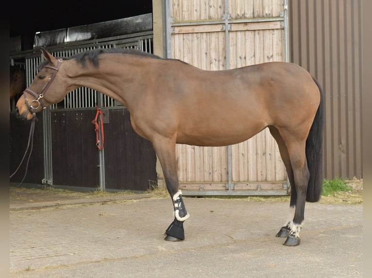 Zangersheider Mare 15 years 16 hh Brown in Geilenkirchen