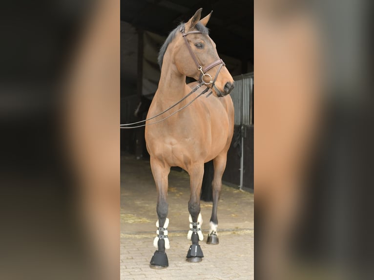 Zangersheider Mare 15 years 16 hh Brown in Geilenkirchen