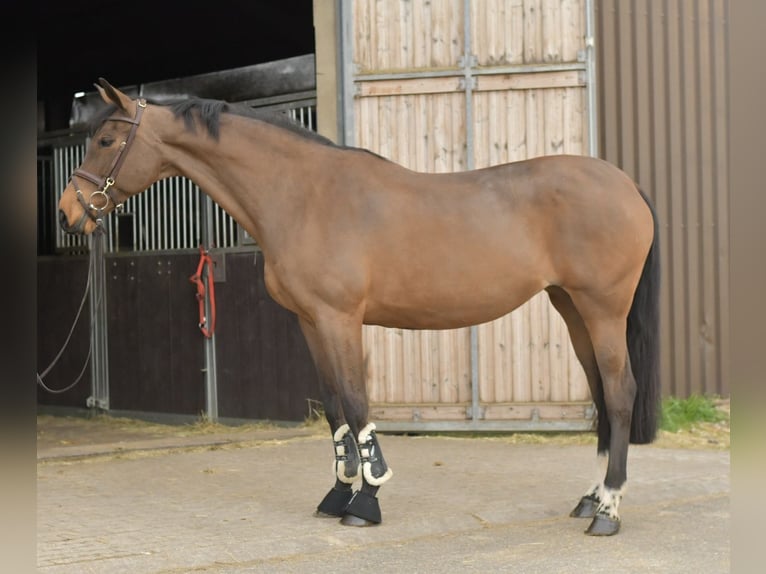 Zangersheider Mare 15 years 16 hh Brown in Geilenkirchen