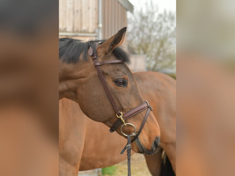 Zangersheider Mare 15 years 16 hh Brown in Geilenkirchen