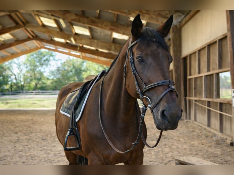 Zangersheider Mare 15 years 17.1 hh Brown in Isère
