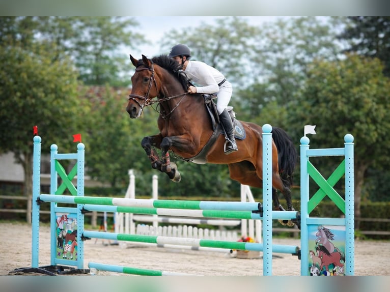 Zangersheider Mare 15 years 17,1 hh Brown in Isere