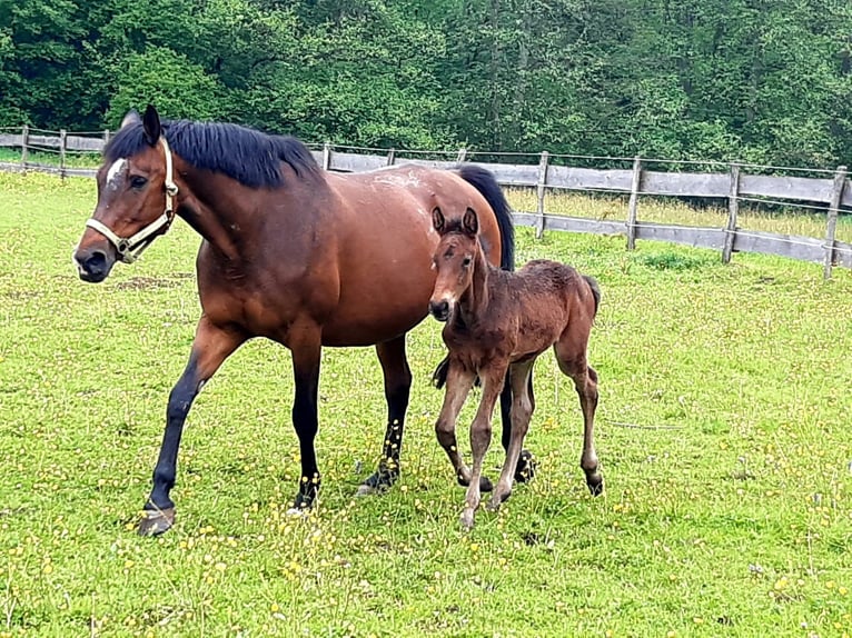 Zangersheider Mare 16 years 16,1 hh Brown in Ötigheim