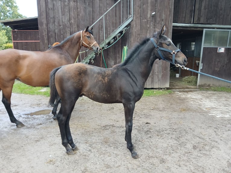 Zangersheider Mare 16 years 16,1 hh Brown in Ötigheim