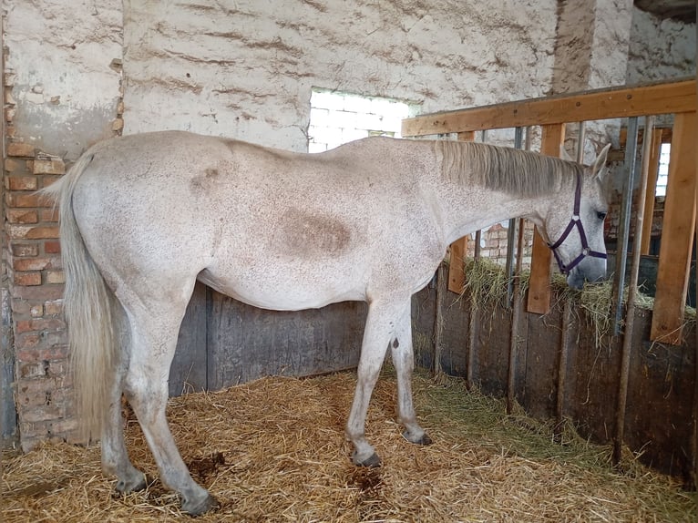 Zangersheider Mare 16 years 16,2 hh Gray in Gleichamberg