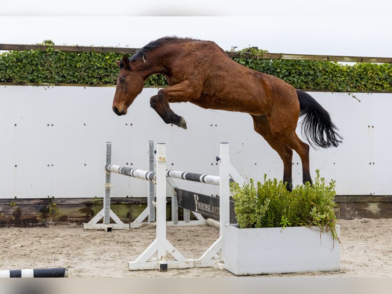 Zangersheider Mare 16 years 16,2 hh Brown in Waddinxveen